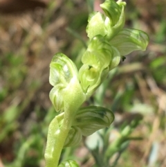 Hymenochilus crassicaulis at Yaouk, NSW - suppressed