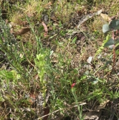 Hymenochilus crassicaulis at Yaouk, NSW - suppressed