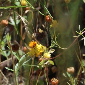 Vanessa itea at Glenroy, NSW - 28 Nov 2021