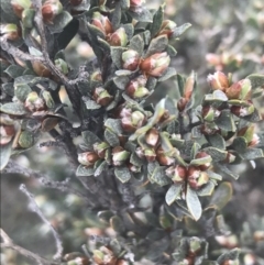 Gaudium namadgiense (Namadgi Tea-tree) at Namadgi National Park - 28 Nov 2021 by Tapirlord