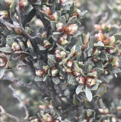 Gaudium namadgiense (Namadgi Tea-tree) at Namadgi National Park - 28 Nov 2021 by Tapirlord