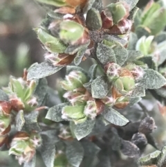 Gaudium namadgiense at Yaouk, NSW - 28 Nov 2021