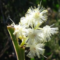 Acacia suaveolens (Sweet Wattle) at Bundanoon - 15 Mar 2021 by JanetRussell