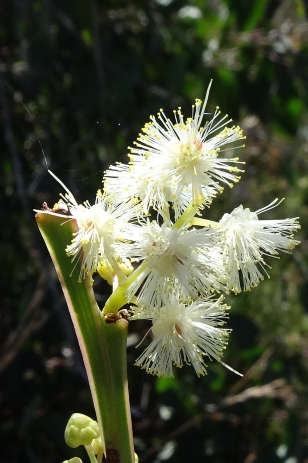 Acacia suaveolens at Bundanoon, NSW - 15 Mar 2021