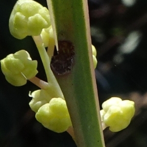 Acacia suaveolens at Bundanoon, NSW - 15 Mar 2021