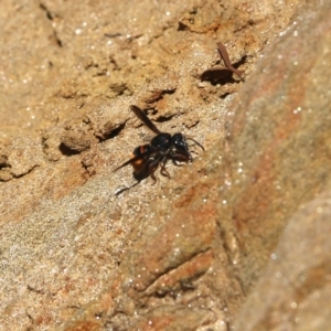 Eumeninae (subfamily) at Glenroy, NSW - 28 Nov 2021 01:50 PM