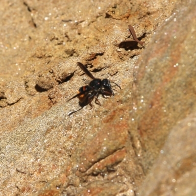 Eumeninae (subfamily) (Unidentified Potter wasp) at Nail Can Hill - 28 Nov 2021 by KylieWaldon