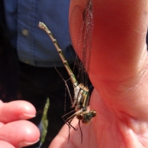 Austrolestes annulosus at Lower Boro, NSW - 23 Nov 2021 02:09 PM