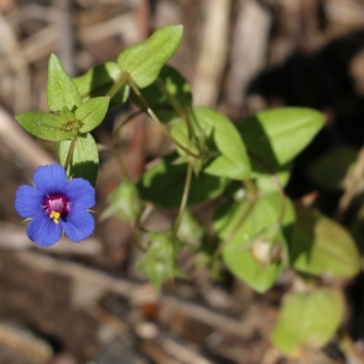 Lysimachia loeflingii (Blue Pimpernel) at Albury - 28 Nov 2021 by KylieWaldon