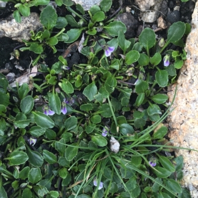 Viola improcera (Dwarf Violet) at Scabby Range Nature Reserve - 28 Nov 2021 by NedJohnston