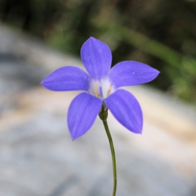 Wahlenbergia sp. (Bluebell) at Nail Can Hill - 28 Nov 2021 by KylieWaldon