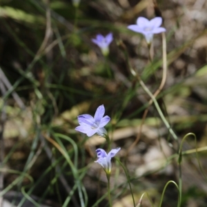 Wahlenbergia sp. at Glenroy, NSW - 28 Nov 2021 01:43 PM