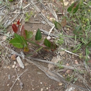 Hardenbergia violacea at Lower Boro, NSW - 23 Nov 2021