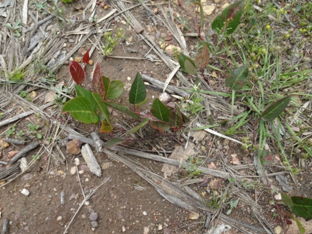 Hardenbergia violacea at Lower Boro, NSW - 23 Nov 2021