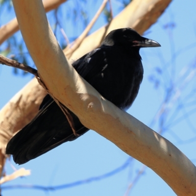 Corvus coronoides (Australian Raven) at Nail Can Hill - 28 Nov 2021 by KylieWaldon