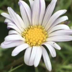 Brachyscome spathulata at Yaouk, NSW - 28 Nov 2021