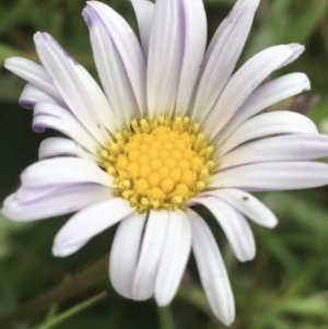 Brachyscome spathulata at Yaouk, NSW - suppressed