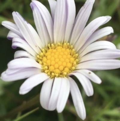 Brachyscome spathulata (Coarse Daisy, Spoon-leaved Daisy) at Yaouk, NSW - 28 Nov 2021 by NedJohnston