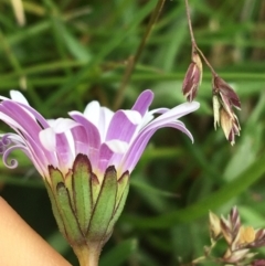 Brachyscome spathulata at Yaouk, NSW - suppressed