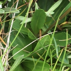 Brachyscome spathulata at Yaouk, NSW - suppressed