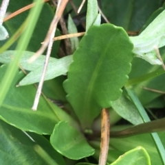 Brachyscome spathulata at Yaouk, NSW - 28 Nov 2021