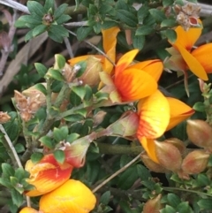 Mirbelia oxylobioides (Mountain Mirbelia) at Yaouk, NSW - 27 Nov 2021 by Ned_Johnston