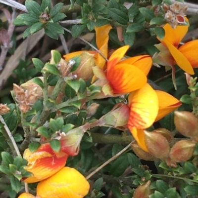 Mirbelia oxylobioides (Mountain Mirbelia) at Yaouk, NSW - 27 Nov 2021 by Ned_Johnston