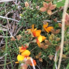 Mirbelia oxylobioides at Yaouk, NSW - suppressed