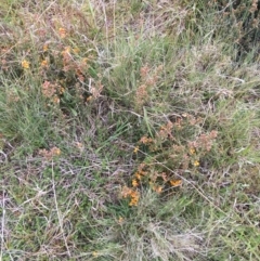 Mirbelia oxylobioides at Yaouk, NSW - suppressed