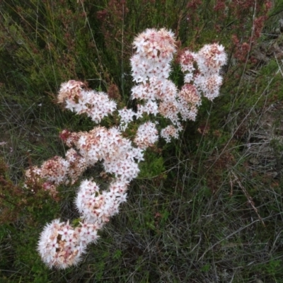 Calytrix tetragona (Common Fringe-myrtle) at Lower Boro, NSW - 23 Nov 2021 by AndyRussell