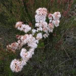 Calytrix tetragona at Lower Boro, NSW - 23 Nov 2021