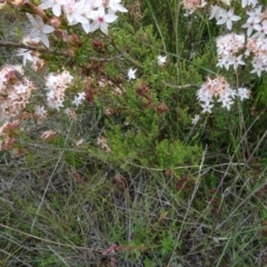 Calytrix tetragona at Lower Boro, NSW - 23 Nov 2021 02:31 PM