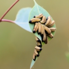 Paropsisterna cloelia (Eucalyptus variegated beetle) at Wodonga - 26 Nov 2021 by KylieWaldon