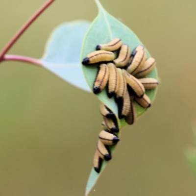 Paropsisterna cloelia (Eucalyptus variegated beetle) at Wodonga, VIC - 26 Nov 2021 by KylieWaldon