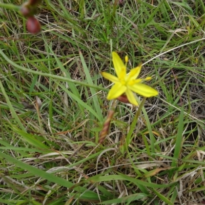 Tricoryne elatior (Yellow Rush Lily) at Lower Boro, NSW - 23 Nov 2021 by AndyRussell