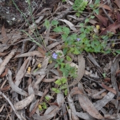 Veronica calycina (Hairy Speedwell) at Lower Boro, NSW - 23 Nov 2021 by AndyRussell