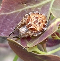 Backobourkia sp. (genus) (An orb weaver) at Jerrabomberra, NSW - 27 Nov 2021 by Steve_Bok