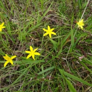 Hypoxis hygrometrica var. villosisepala at Lower Boro, NSW - 23 Nov 2021