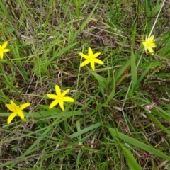 Hypoxis hygrometrica var. villosisepala (Golden Weather-grass) at Lower Boro, NSW - 23 Nov 2021 by AndyRussell