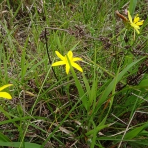 Hypoxis hygrometrica var. villosisepala at Lower Boro, NSW - 23 Nov 2021