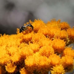 Apiformes (informal group) (Unidentified bee) at Glenroy, NSW - 28 Nov 2021 by KylieWaldon