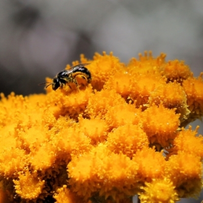 Unidentified Bee (Hymenoptera, Apiformes) at Glenroy, NSW - 28 Nov 2021 by KylieWaldon