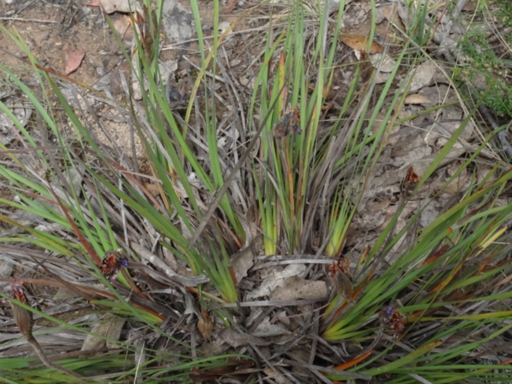 Patersonia sericea var. sericea at Lower Boro, NSW - 23 Nov 2021