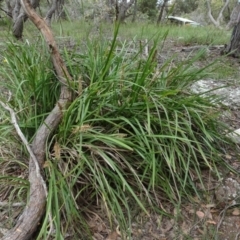 Lomandra longifolia (Spiny-headed Mat-rush, Honey Reed) at Lower Boro, NSW - 23 Nov 2021 by AndyRussell