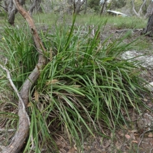 Lomandra longifolia at Lower Boro, NSW - 23 Nov 2021