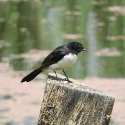 Rhipidura leucophrys (Willie Wagtail) at Fyshwick, ACT - 28 Nov 2021 by MatthewFrawley