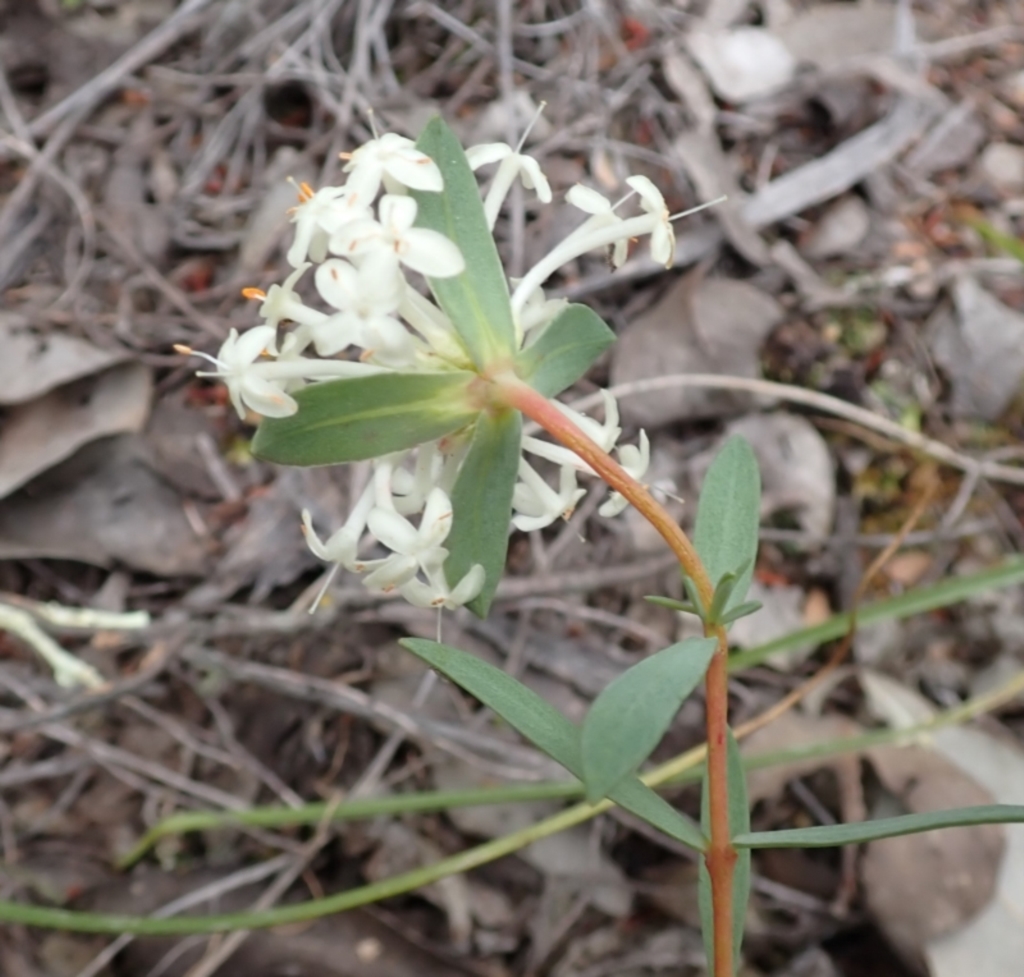 Pimelea linifolia subsp. linifolia at Cook, ACT - 23 Nov 2021