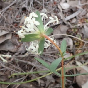 Pimelea linifolia subsp. linifolia at Cook, ACT - 23 Nov 2021