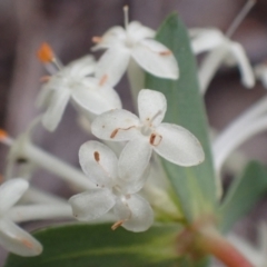 Pimelea linifolia subsp. linifolia at Cook, ACT - 23 Nov 2021