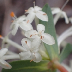 Pimelea linifolia subsp. linifolia at Cook, ACT - 23 Nov 2021